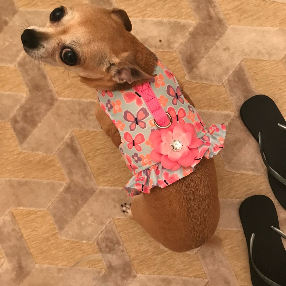 Butterfly Dog Harness with Pink Flower
